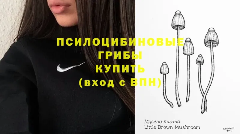 нарко площадка формула  Гаджиево  Псилоцибиновые грибы MAGIC MUSHROOMS 